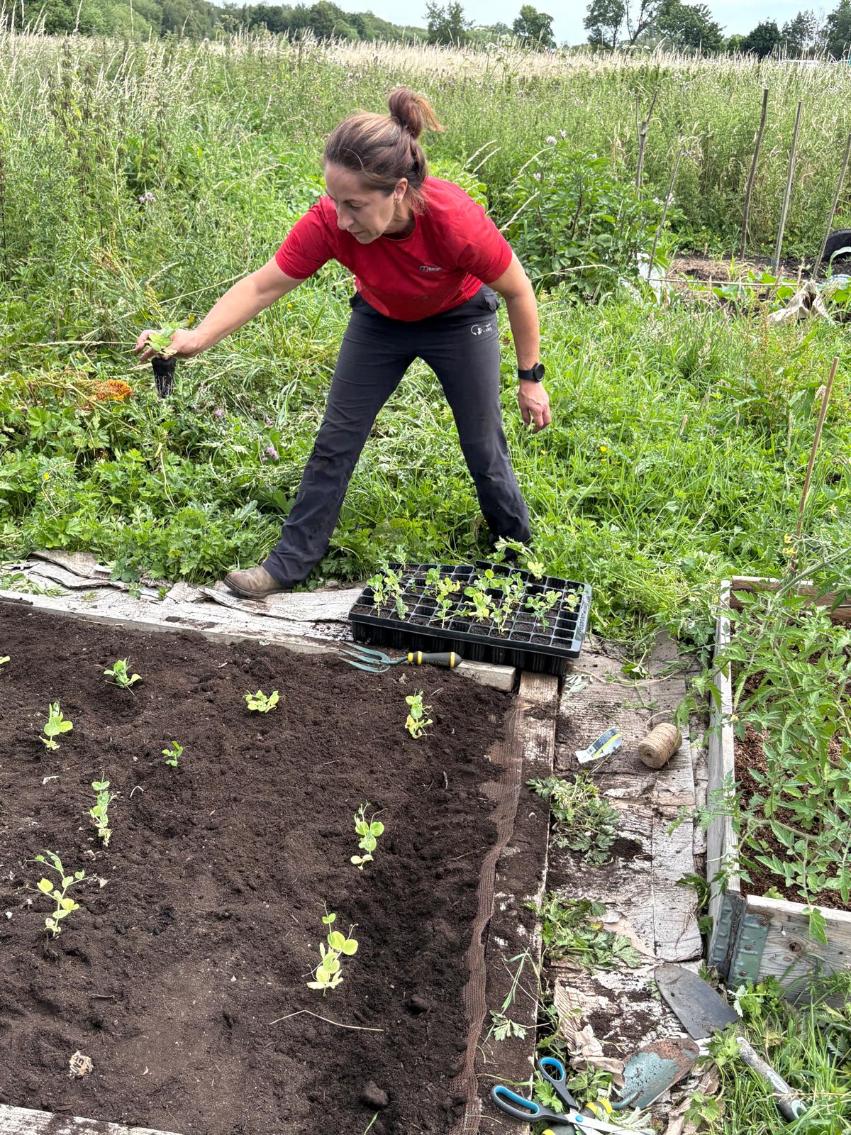 Planting out trays of seedlings in the growing beds at Moss Lane Farm