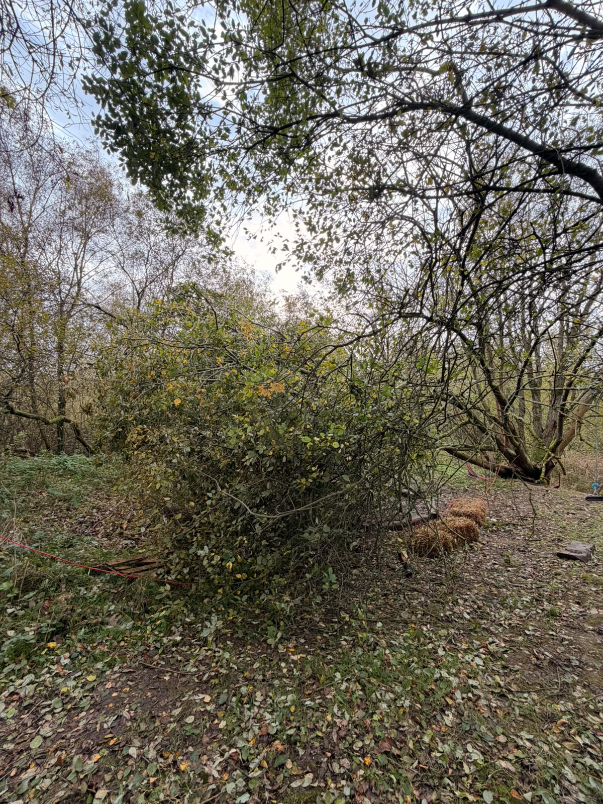The tree cut back into a brush pile, with the clearing open again