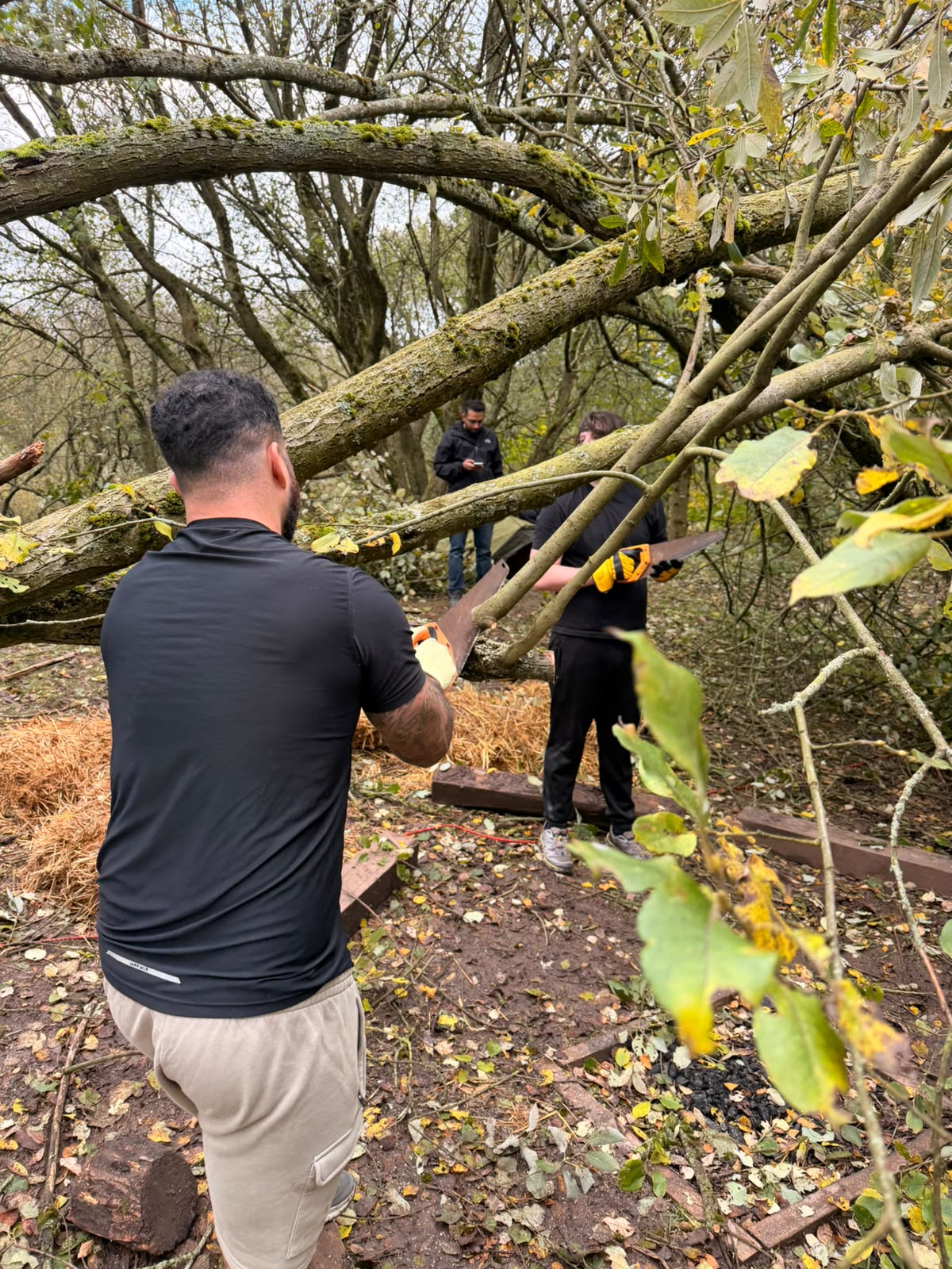 Two volunteers sawing a branch off the fallen trunk