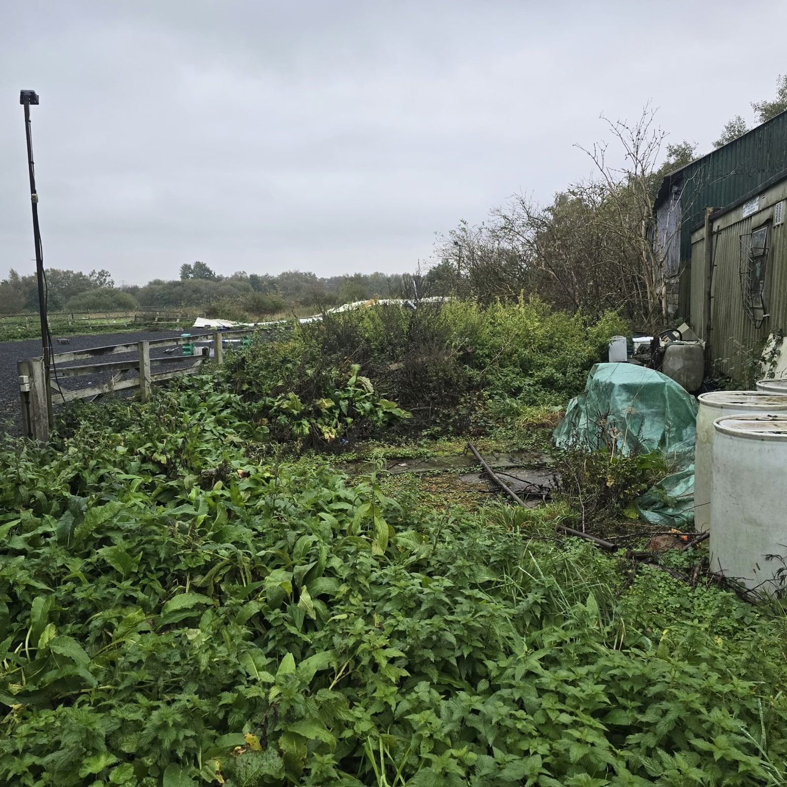 The same spot before, overgrown with nettles and docks