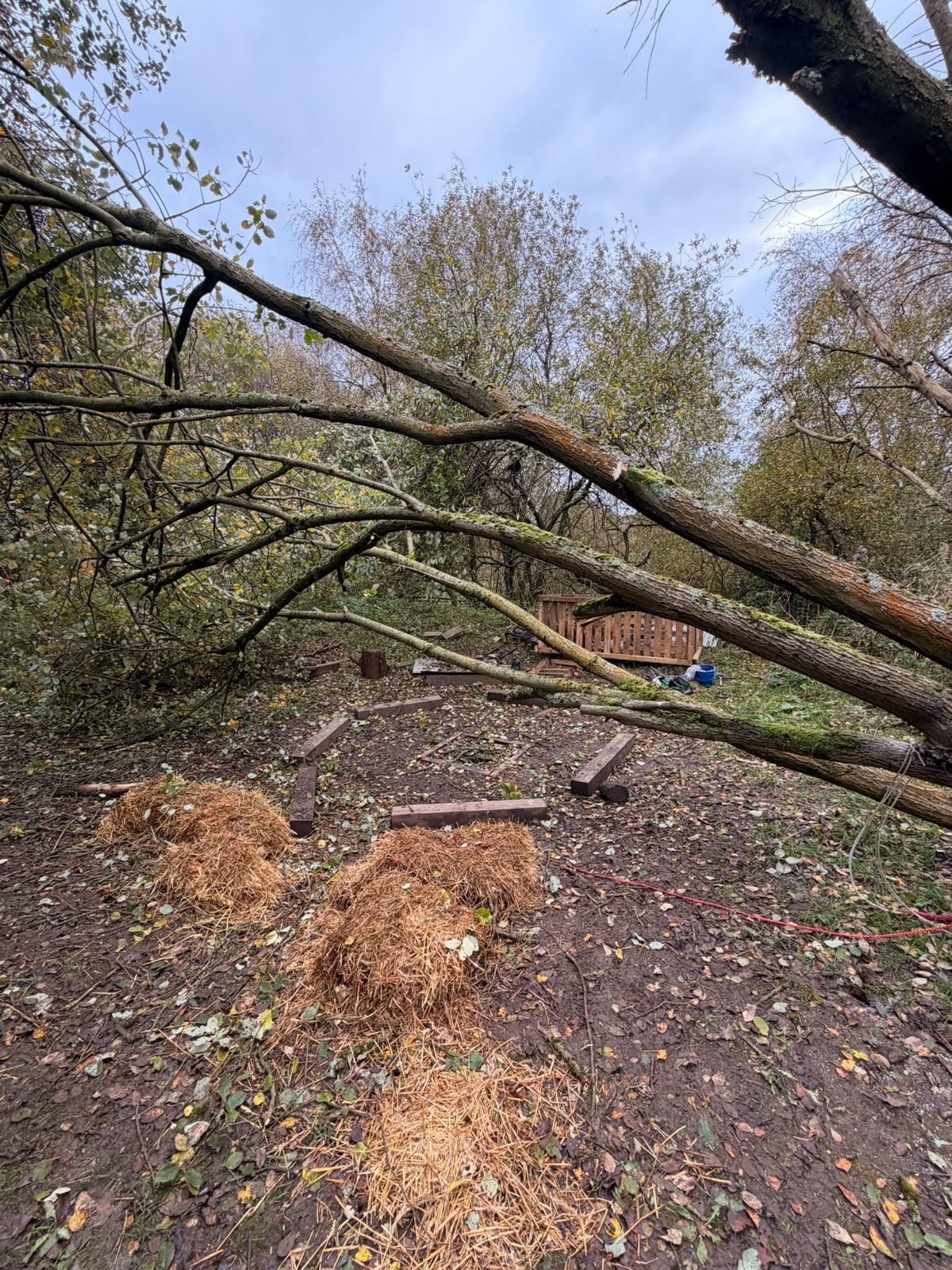 The fallen tree before clearing, with large branches across the clearing
